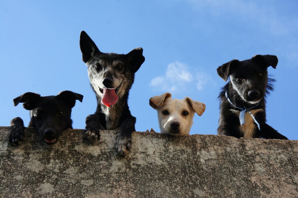 Perritos geriátricos