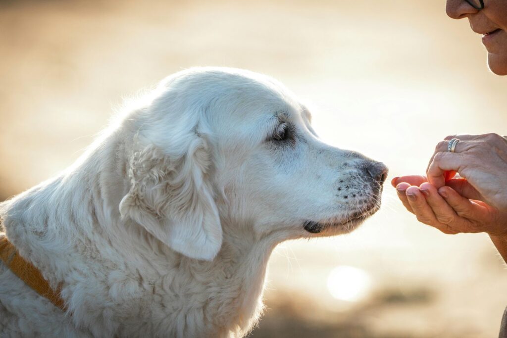 Cuidados del perrito geriátrico